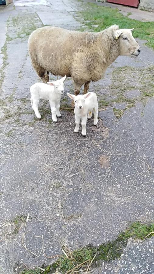 Conwy Pen Cefn Farm Holiday Abergele Ngoại thất bức ảnh