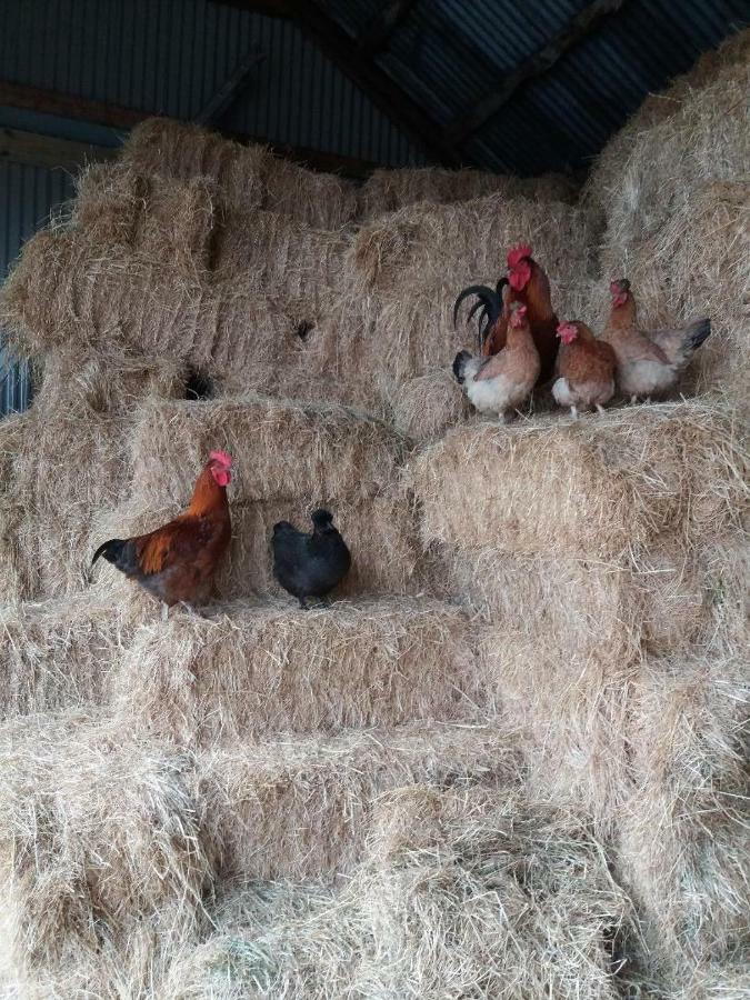 Conwy Pen Cefn Farm Holiday Abergele Ngoại thất bức ảnh
